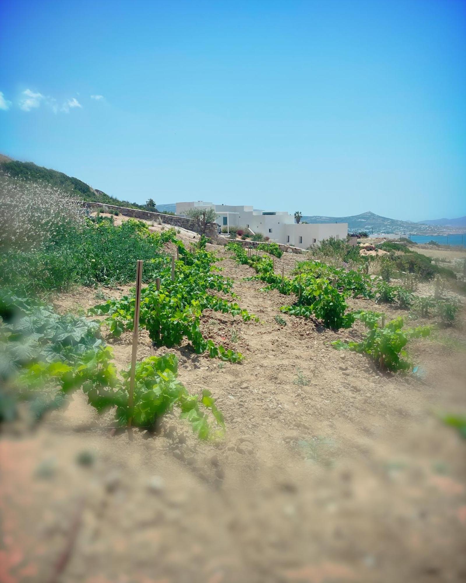 Olithos Villas Krotiri Exterior photo